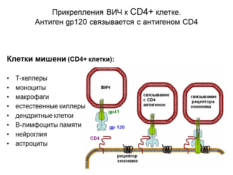 Прикрепления ВИЧ к CD4+ клетке.   Антиген gp120 связывается с антигеном CD4 
